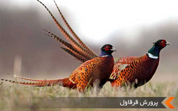 تولید ثروث با خروس رنگارنگ صحرا